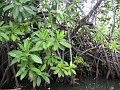 PICT0717 mangrove